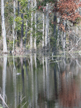 Alligator and Reflection