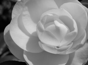 Camellia Japonica