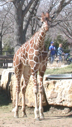 Baby Giraffe, Wichita Zoo