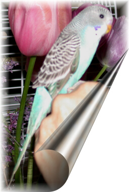 Bing our new Budgie Baby