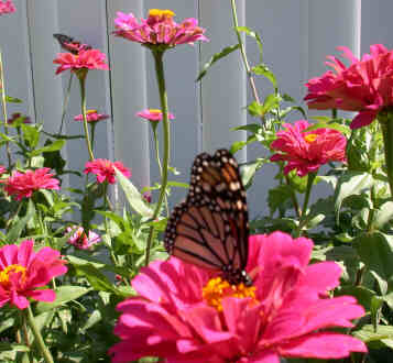Butterfly