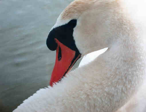 Trumpet Swan at Rolling Hills Refuge