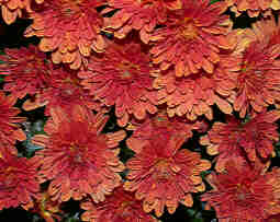 Embossed Mums