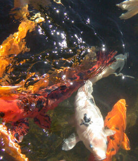 Fish, Wichita Botanica