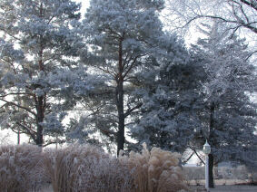 Frost on a Winter Morning 01/29/2004