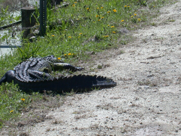 Alligator in South Carolina Swamp