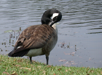 Canadian Goose