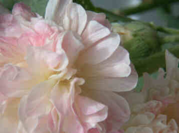 Double Hollyhock