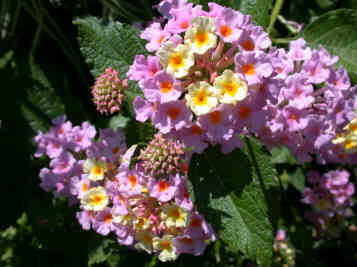 Lantana