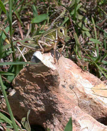 Luber Grasshopper