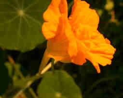 Nastursum