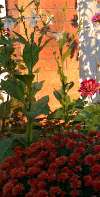 Nicotiana at Sunset
