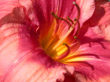 Pink Lilly