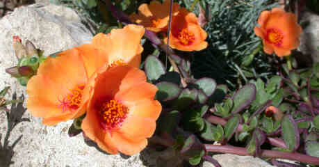Flowers on the Rock