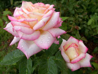 Roses After Rain