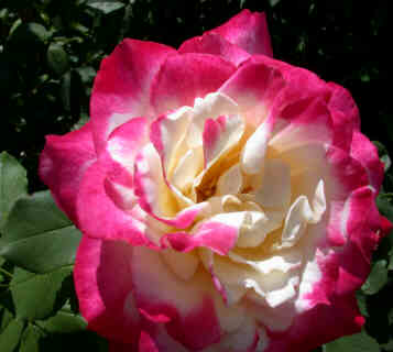 pink and white rose pink and white rose