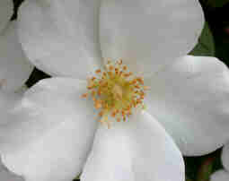 White Rose